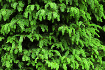 Green bush background