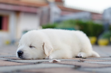 dog sleep - puppy outdoors