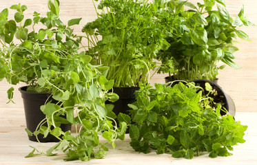 fresh herbs on a wooden background