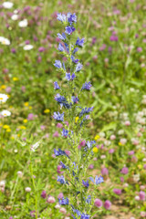 Viper's bugloss or blueweed, Echium vulgare, bloom in wild, close-up, selective focus, shallow DOF