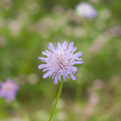 Obraz premium Flower of Field Scabious, Knautia Arvensis, with dark bokeh background macro, selective focus