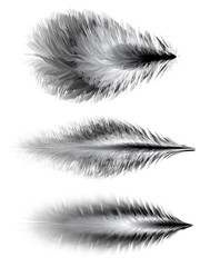 Obraz premium Set of feathers. Vector