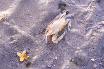 Three spot swimming crab