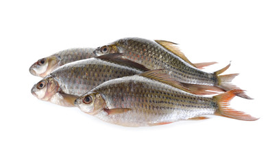 group of Labiobarbus siamensis fish on white background