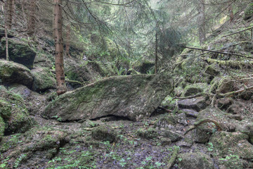Luxuriant deserted forest