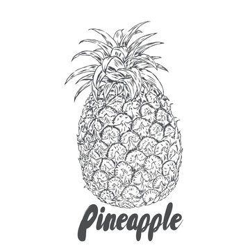 A pineapple. Vector illustration.