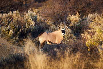 A Southern Oryx stands stands among tall dry grass in Namibia