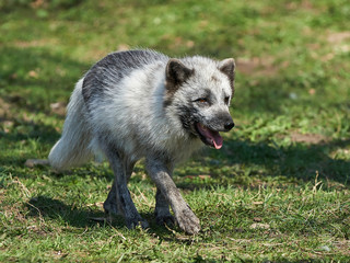 Fototapeta premium Arctic Fox (Alopex Lagopus)