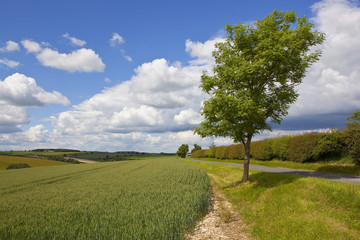 Fototapeta na wymiar agricultural landscape with young ash tree