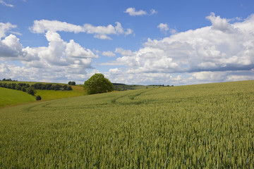 Fototapeta premium yorkshire wolds wheat field