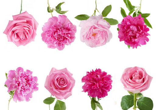 Fototapeta Peony and roses flowers set isolated on white background