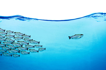 Many fishes in blue water. Against the stream concept