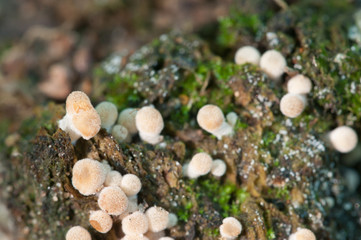 Coprinus mushrooms on a stump