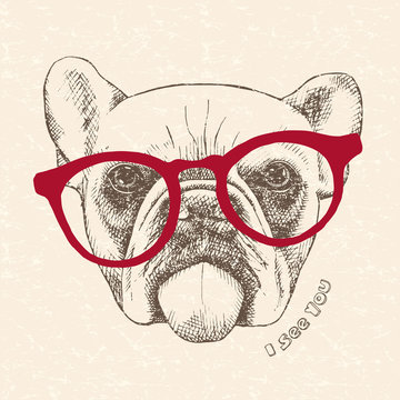 Image portrait bulldog with glasses. Vector illustration.