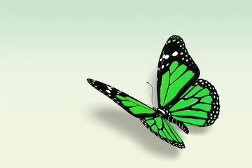 Butterfly.