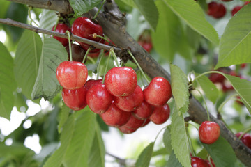 Cherries branch