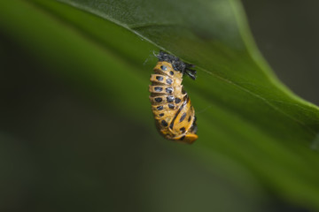 Божья Коровка Жёлтая