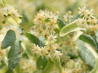 Lindenblüten,Linde,Tilia