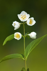 Fototapeta premium jasmine flower in the garden