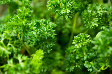 Fresh Herbs in Hanging Outdoor Basket