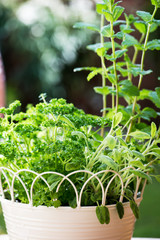 Fresh Herbs in Hanging Outdoor Basket
