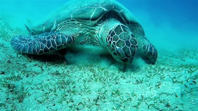 Movie clip - Loggerhead sea turtle Caretta caretta - Red Sea - Marsa Alam 