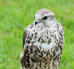 Gerfalke Raubvogel