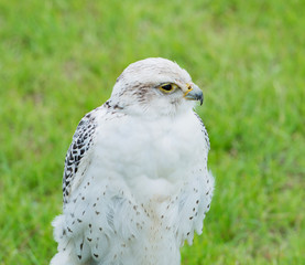 Obraz premium Sakerfalke Raubvogel
