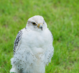 Sakerfalke Raubvogel