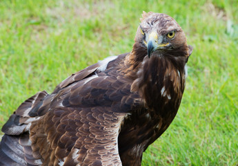 Steinadler