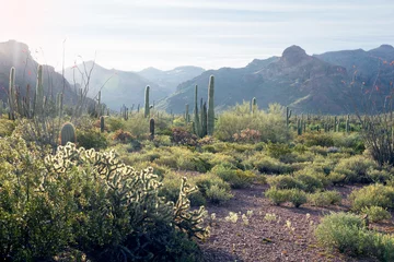 Afwasbaar fotobehang Organ Pipe Cactus National Monument, Arizona, US © Irina K.