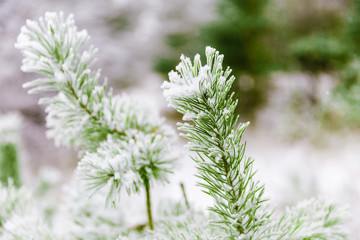 Pine branches covered in snow