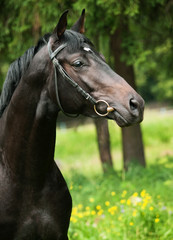 portrait of of black sportive horse