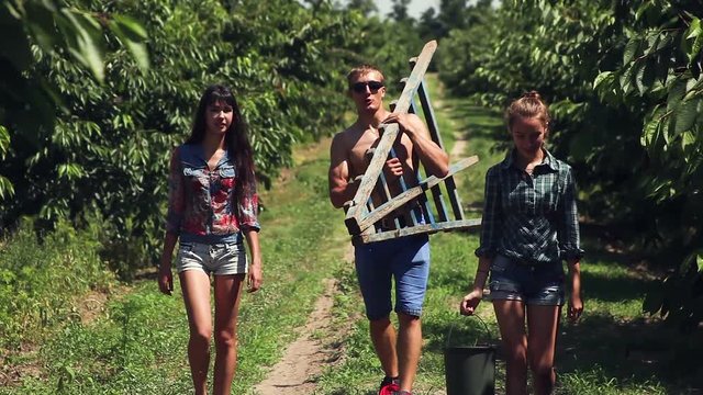 picking ripe cherry