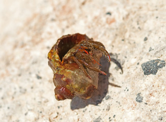 hermit crab