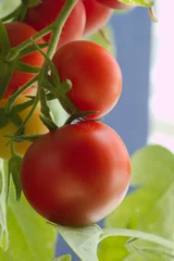 Tischdecke reife Tomate © GeFo