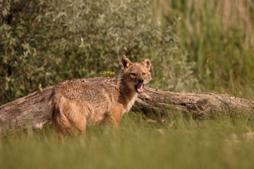 Naklejka na ściany i meble European jackal, Canis aureus moreoticus