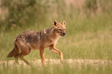 European jackal, Canis aureus moreoticus