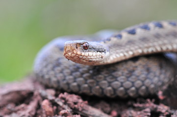 Kreuzotter Vipera berus Schlange