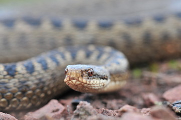 Kreuzotter Vipera berus Schlange