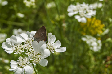 Butterfly perched on white meadow flower closeup