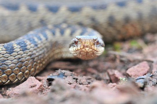 Kreuzotter Vipera berus Schlange