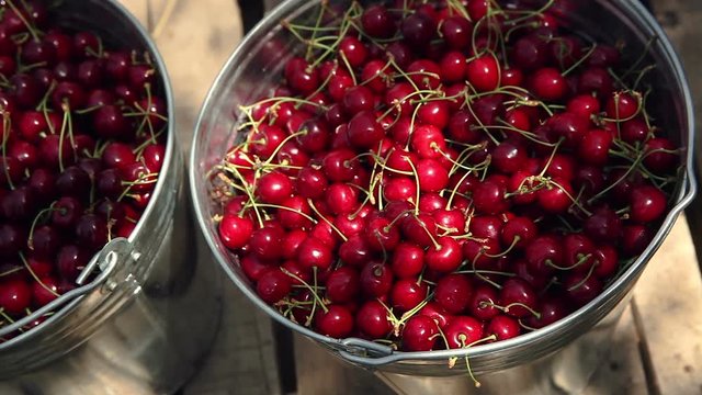 Cherries in a bucket. picking ripe cherry