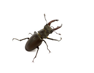 Stag beetle isolated on  white background.Horn stag beetle r closeup on a white background