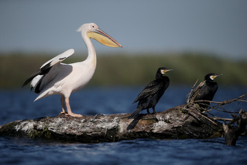 Obraz premium Great white-pelican, Pelecanus onocrotalus