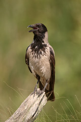 Hooded crow, Corvus corone cornix