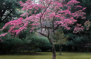 Tree with pink blossoming flowers in cold tones
