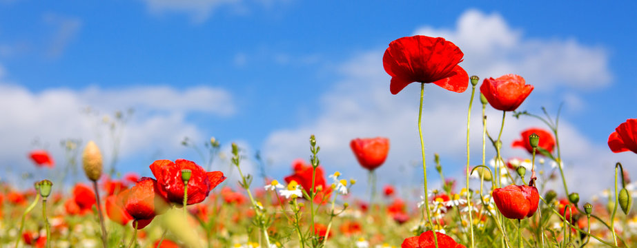 Fototapeta Poppies on blue sky background.