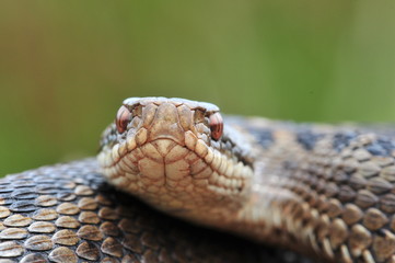 Kreuzotter Vipera berus Schlange