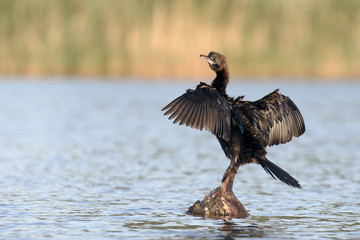 Pygmy cormorant, Phalacrocorax pygmeus